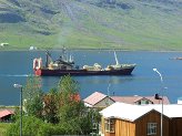Bolfiskur  sumarfr en kolmunnavei